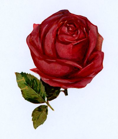 Rote Rose von English School